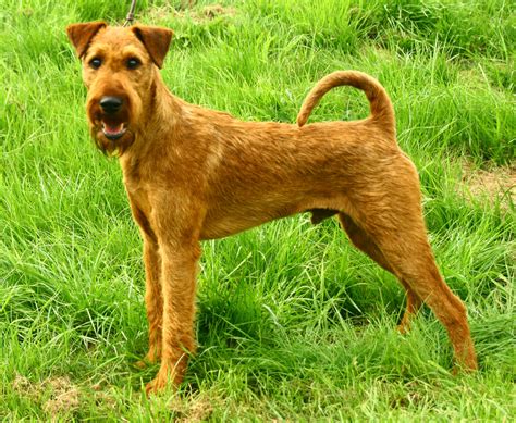 Irish Terrier Pictures Information Temperament Characteristics