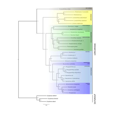 Maximum Likelihood Phylogeny Of Loricariidae Subfamilies The Two