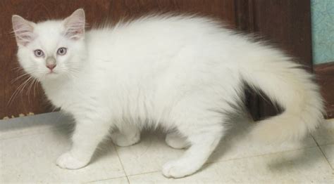 Fawn Lynx Mitted Ragdoll Kitten