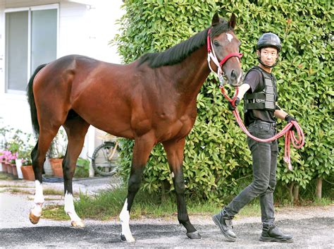 【新潟新馬戦】新種牡馬リアルスティール産駒のフェイト、父と同じく左前肢だけ黒で「顔も何となく似ています」 スポーツ報知