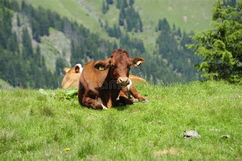 Ganado Vacuno Pastoreando En Los Alpes Foto De Archivo Imagen De Moho