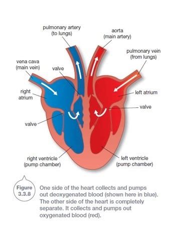 Circulatory System Diagram Quizlet