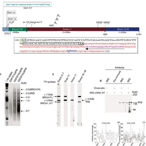 Cloning Of Brca Iris Cdna A Comparison Of The Organizations Of P