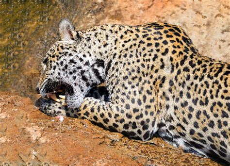 jaguar animal hunting eating its prey / jaguar sitting on rock tiger ...