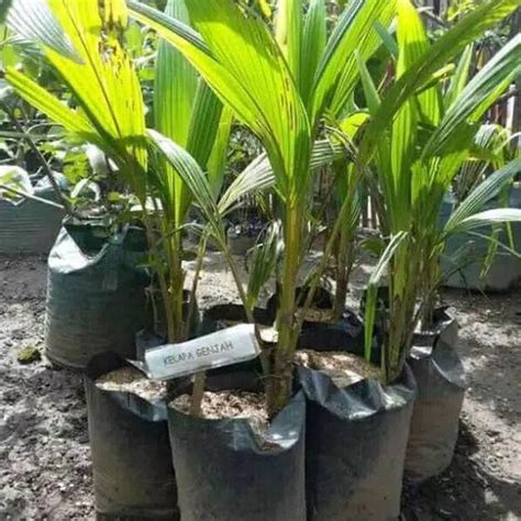 Jual Bibit Kelapa Genjah Entok Super Xeo Di Lapak Tanaman Unggul Murah