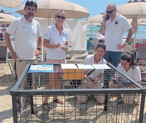 Alassio Salvaguardare Il Nido Della Tartaruga Caretta Caretta