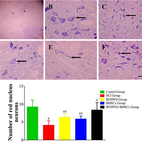 Morphology And Number Of Red Nucleus Neurons In Each Group Nissl S