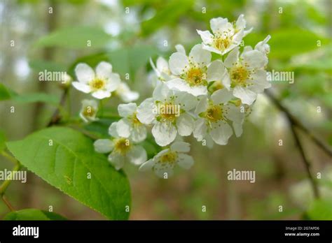 Common Bird Cherry Prunus Padus Padus Avium In Flower Stock Photo