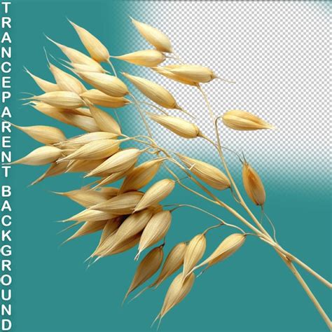 Premium PSD Wheat Isolated On Transparent Background