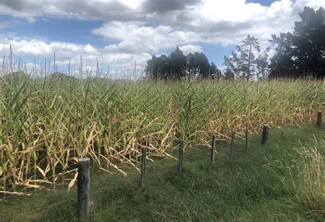 Harvesting Drought Stressed Maize | Nutritech