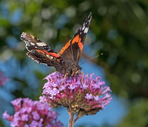 Top Ten Nectar Plants For Butterflies - The Jersey Pollinator Project