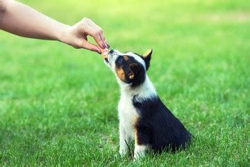 Quelles Sont Les Qualit S D Une Nourriture Pour Petits Chiens De Haute