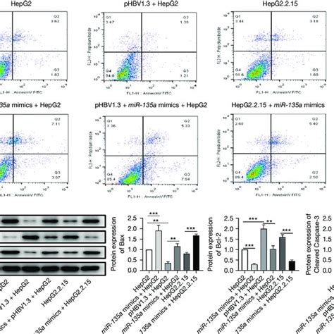 The Effects Of MiR 135a On The Cell Apoptosis Of HCC Cells A Flow