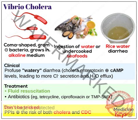 Vibrio cholera - Medicine Keys for MRCPs