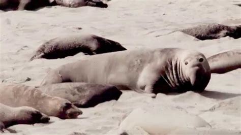 Elephant Seals Mating 20 February 2014 YouTube