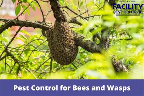 Pest Control For Bees And Wasps Facility Pest Control