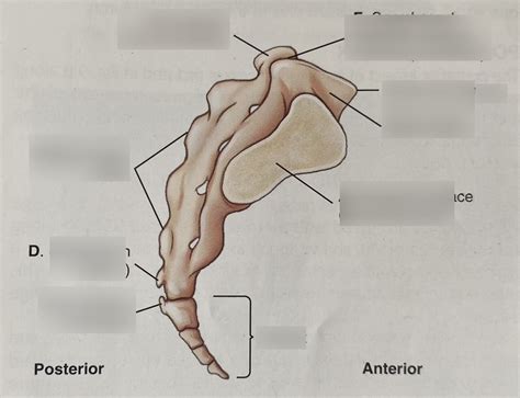 Sacrum Coccyx Labeling Diagram Quizlet