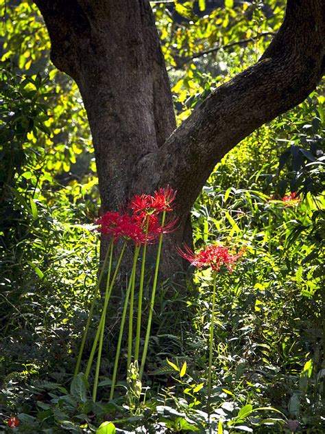 Higanbana Flower