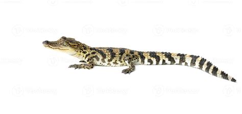 young crocodile on white background 11975232 Stock Photo at Vecteezy