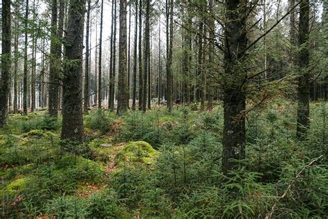 Dartmoor Forest Trees Wallpapers - Wallpaper Cave