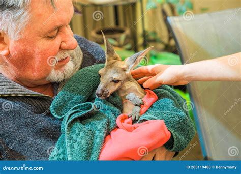 Kangaroo Sanctuary Coober Pedy in Australia Editorial Stock Photo ...