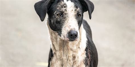 Anemia Em Cachorro O Que Causa Veja Sintomas E Tratamentos