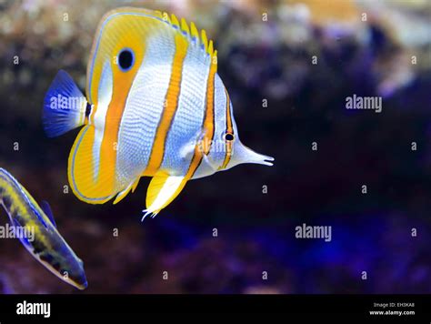 Line Butterflyfish Hi Res Stock Photography And Images Alamy