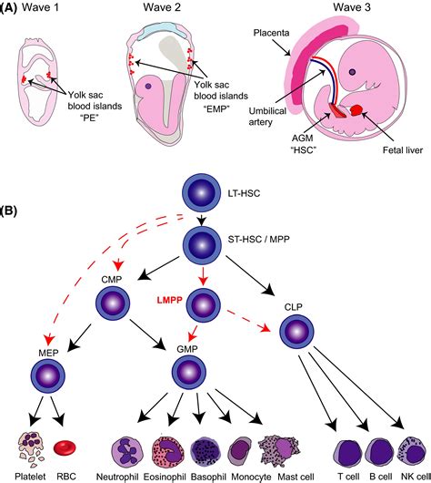 Advances In Understanding Erythropoiesis Evolving Perspectives