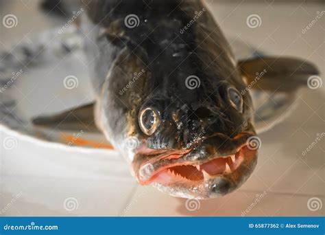 Zander Fish Head On A Plate Close Up Stock Photo Image Of Food Lying