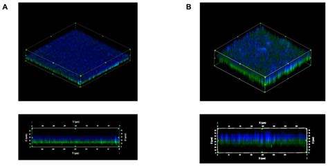 Frontiers Biofilm Formation Of Clostridium Perfringens And Its