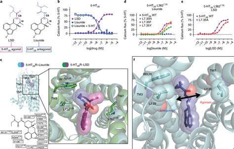 Structural Basis For A Ht B Activation Mechanism Via The Extended