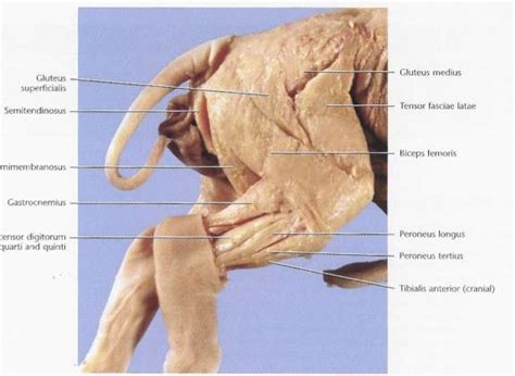 Posterior muscles of fetal pig Diagram | Quizlet