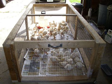 20 DIY Poultry Brooders From Low Cost To Beautiful And Durable