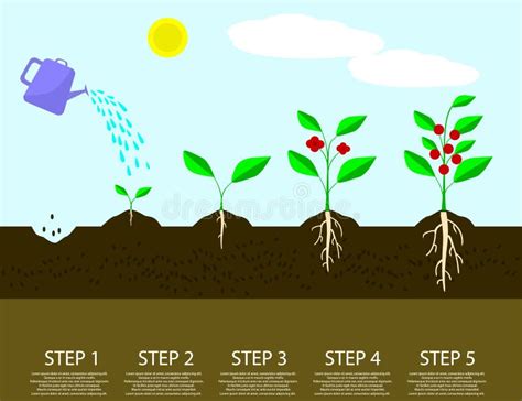 Different Steps Of Growing Plants Planting Tree Process Infographic Stock Vector Illustration