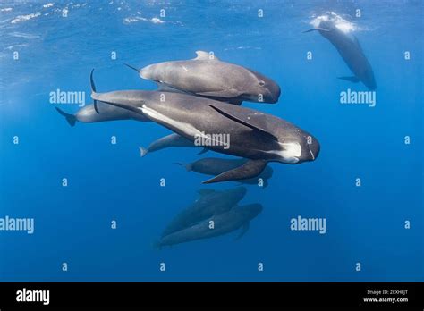 Long Finned Pilot Whales Globicephala Melas Straits Of Gibraltar