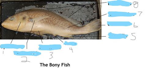 Boney Fish Diagram Quizlet