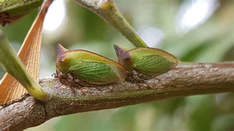 Thorn bug | Insects and Organic Gardening