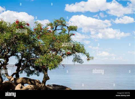 Reserva Ecológica De Puerto Madero Fotografías E Imágenes De Alta Resolución Alamy