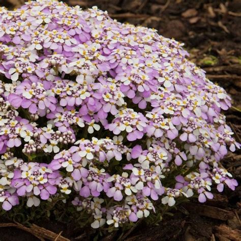 Ubiorek Wiecznie Zielony Pink Ice Iberis Sempervirens Albamar