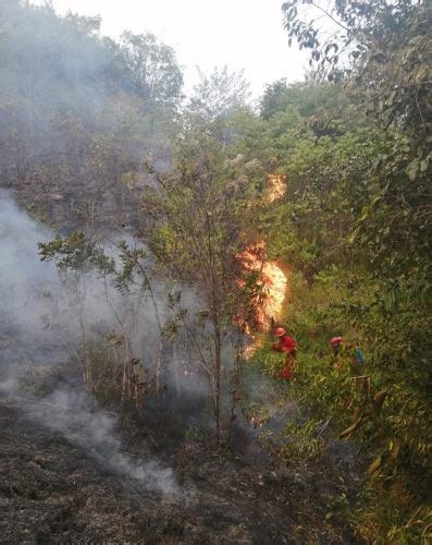 Alerta En San Martín Por Incendio Forestal Que Arrasa Con 30 Hectáreas