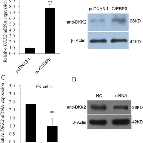 C EBPβ promotes the transcription of the porcine DKK2 gene A