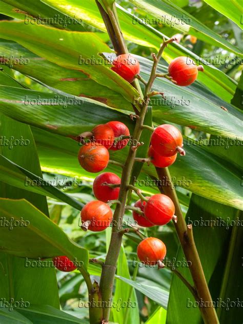 Image Greater Galangal Alpinia Galanga 411147 Images Of Plants