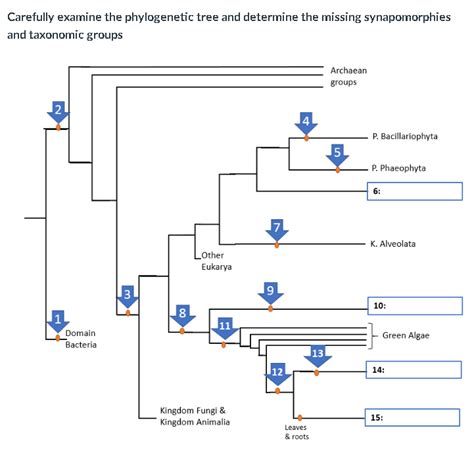 Solved Carefully examine the phylogenetic tree and determine | Chegg.com