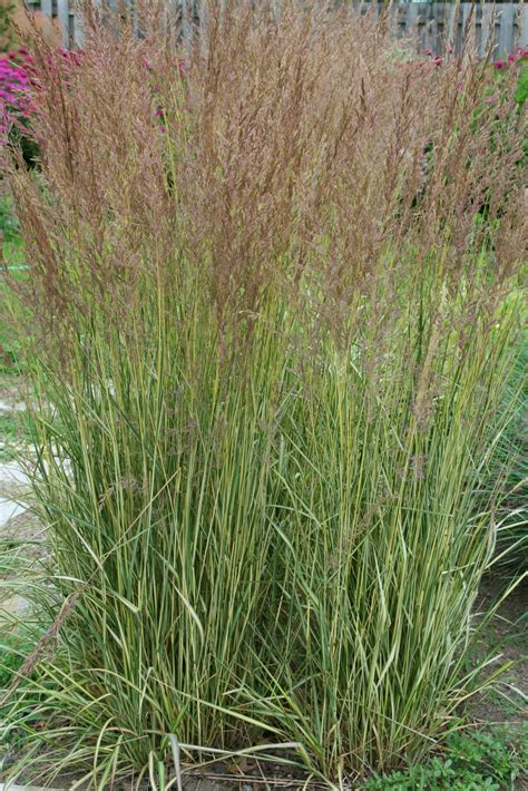 Eldorado Feather Reed Grass Pahl S Market Apple Valley Mn