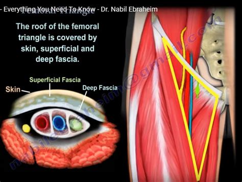 Anatomy Of The Femoral Triangle Orthopaedicprinciples