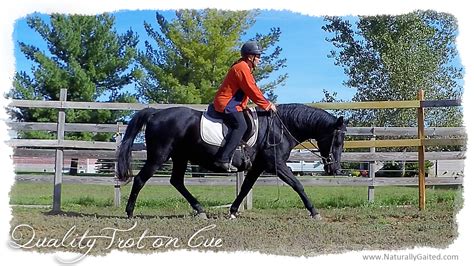 Benefits Of Trotting The Gaited Horse Naturally Gaited Horse