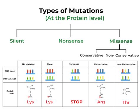 Mutation Definition Types Causes Characteristics