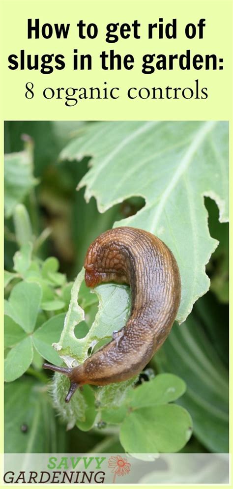 How To Get Rid Of Slugs In The Garden Organically Artofit