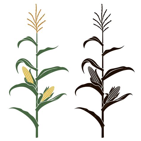 Premium Vector Corn Stalk Illustrations