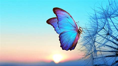 Light Blue Butterfly Background